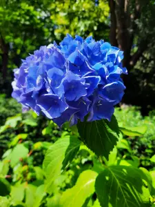 Jacquelien 01 Zo blauw zie je ze niet vaak